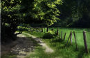 Country lane in Sussex, high summer. Watercolour
